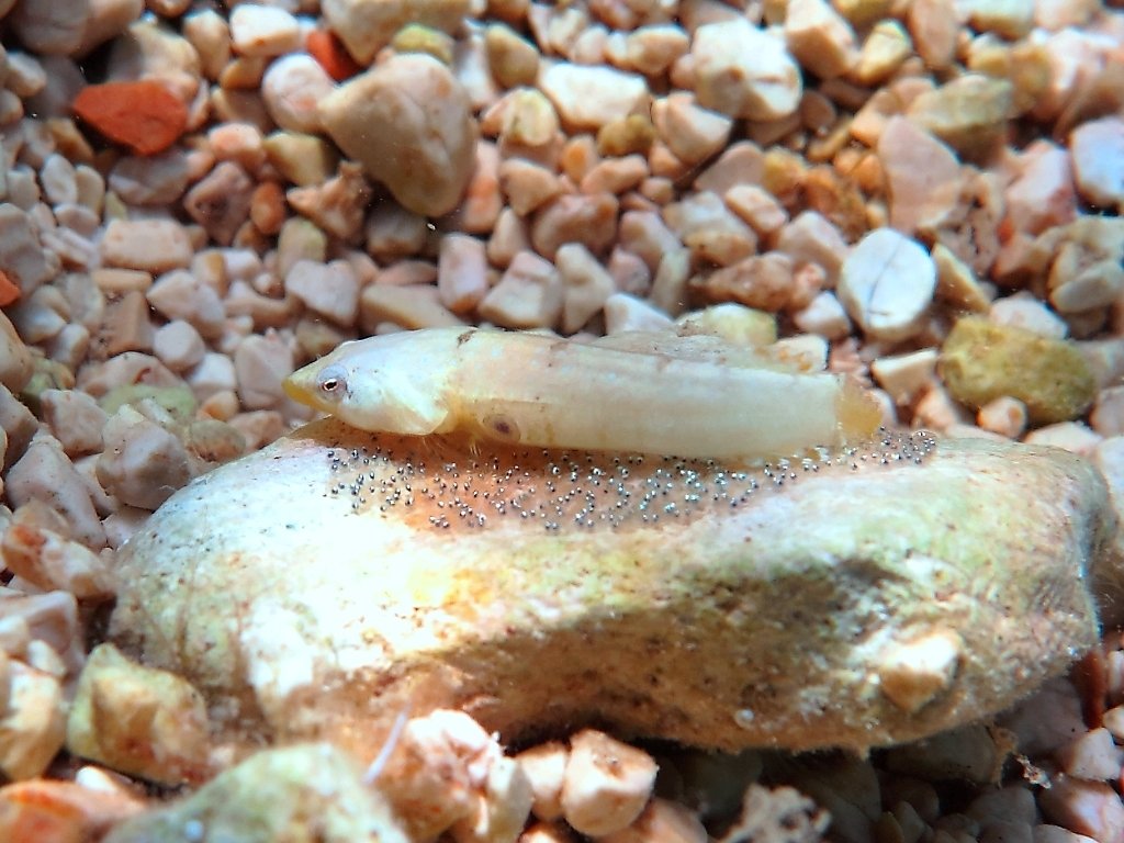 Diplecogaster bimaculata dalla Croazia